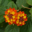 Lantana camara.png